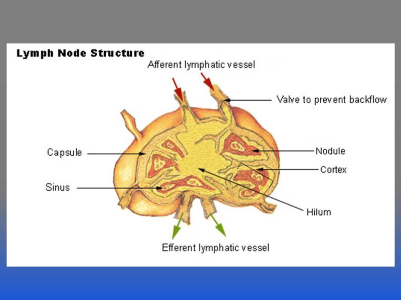 Image: Lymph Nodes