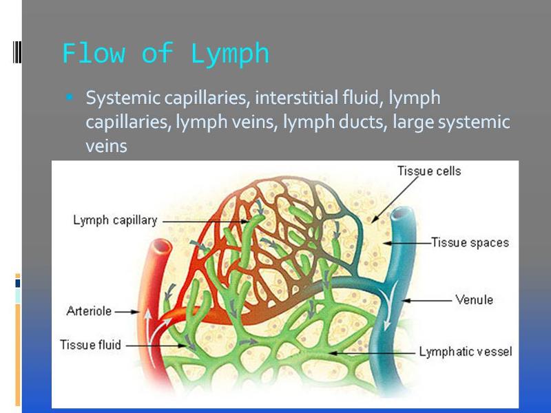 Flow of Lymph