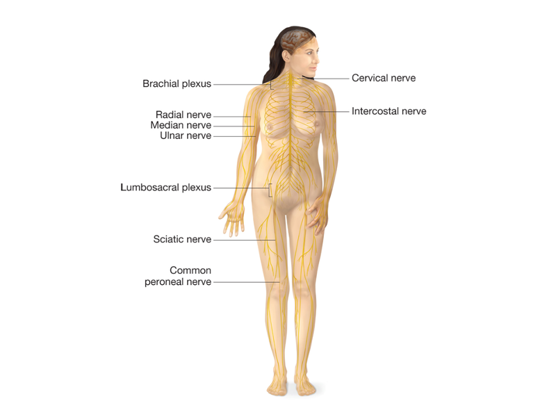 Image: Major Nerves in Body