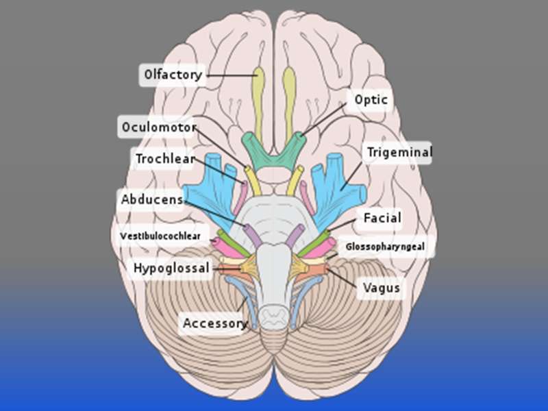Image: Cranial Nerves