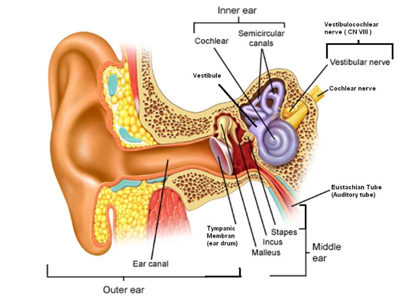 Video/Image Link: Inner Ear
