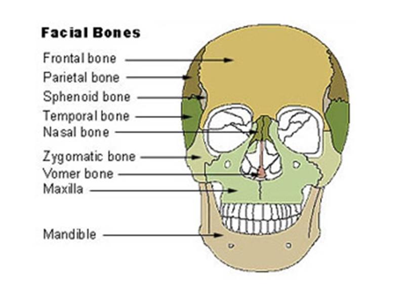 Video/Image Link: Facial Bones