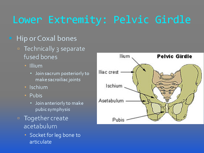 Pelvic Girdle Lateral View