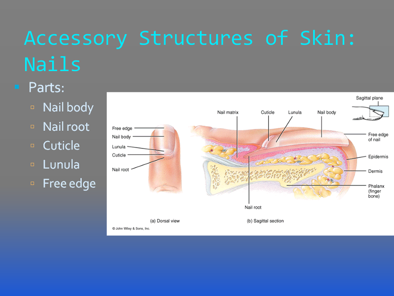 Accessory Structures: Nails