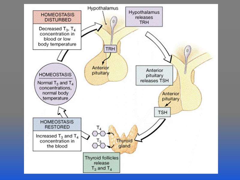 Image: Thyroid hormone regulation