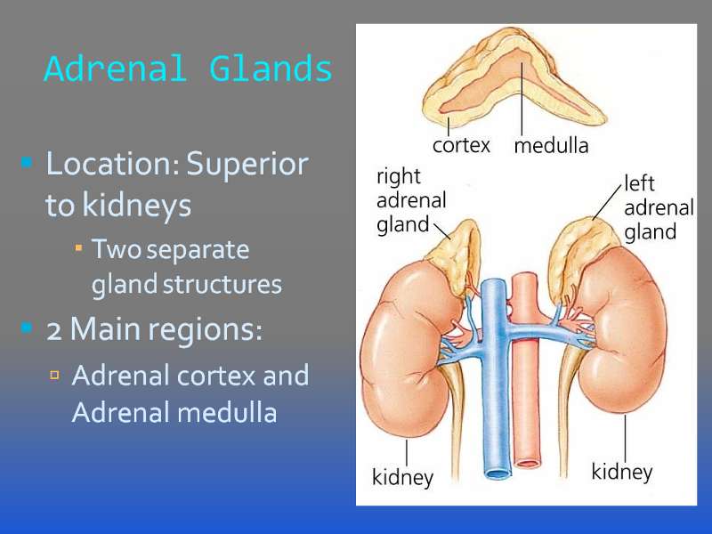 adrenal glands produce hormones called quizlet