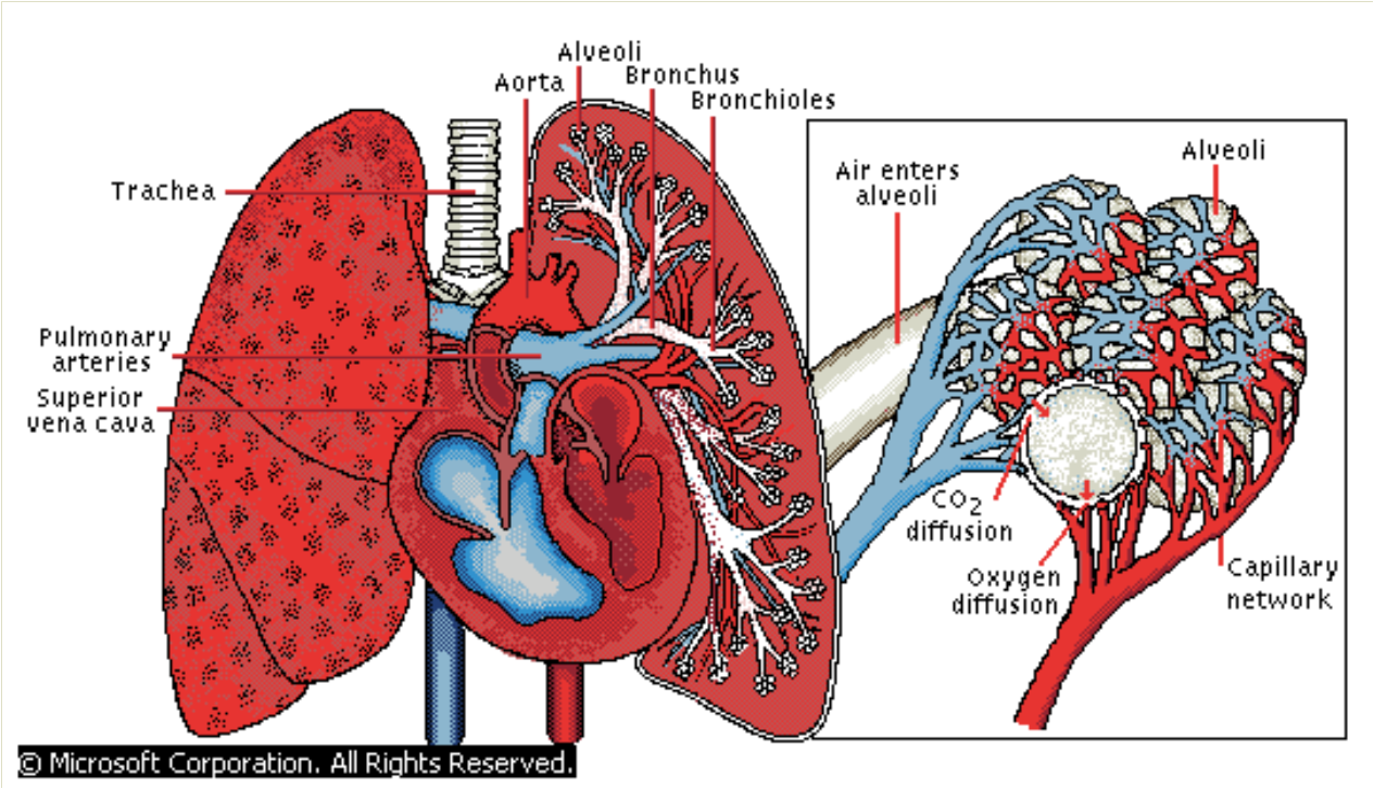 Anatomy Of The Pulmonary System