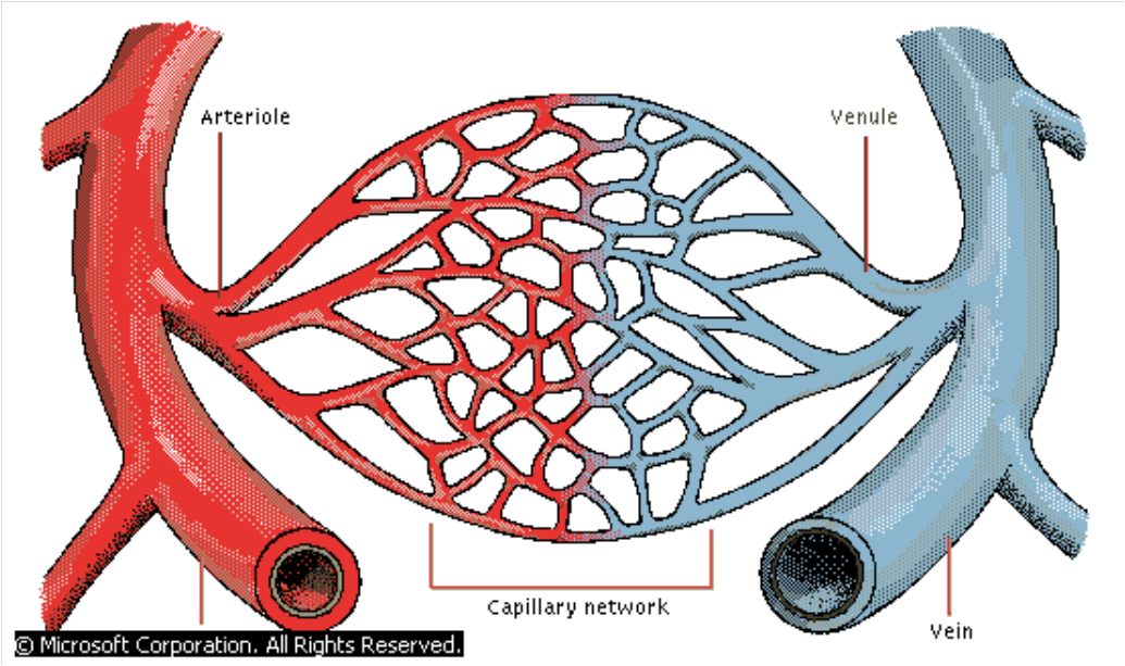 Hemodynamics diagram of elastic tissue 